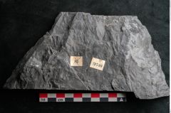 Foto (Detailansicht) von Noeggerathia palmaeformis Goeppert (NHMW-GEO-2024-0188-10740)